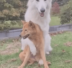 全网发起“复刻狗狗老照片挑战”,结果大家笑着笑着就哭了…休闲区蓝鸢梦想 - Www.slyday.coM 全网发起“复刻狗狗老照片挑战”,结果大家笑着笑着就哭了…休闲区蓝鸢梦想 - Www.slyday.coM