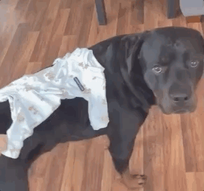 全网发起“复刻狗狗老照片挑战”,结果大家笑着笑着就哭了…休闲区蓝鸢梦想 - Www.slyday.coM 全网发起“复刻狗狗老照片挑战”,结果大家笑着笑着就哭了…休闲区蓝鸢梦想 - Www.slyday.coM