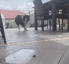 全网发起“复刻狗狗老照片挑战”,结果大家笑着笑着就哭了…休闲区蓝鸢梦想 - Www.slyday.coM 全网发起“复刻狗狗老照片挑战”,结果大家笑着笑着就哭了…休闲区蓝鸢梦想 - Www.slyday.coM