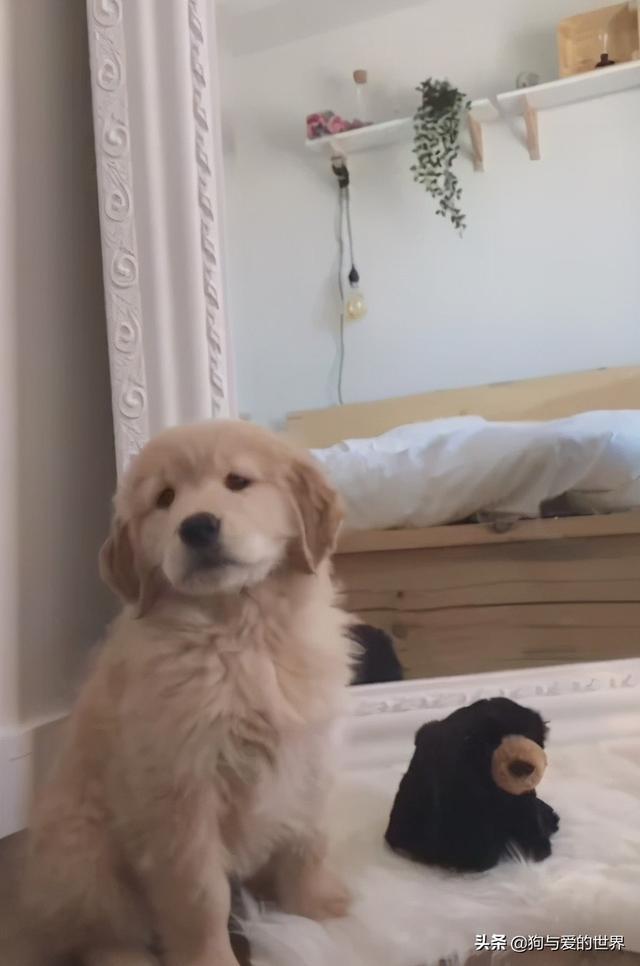 全网发起“复刻狗狗老照片挑战”,结果大家笑着笑着就哭了…休闲区蓝鸢梦想 - Www.slyday.coM 全网发起“复刻狗狗老照片挑战”,结果大家笑着笑着就哭了…休闲区蓝鸢梦想 - Www.slyday.coM