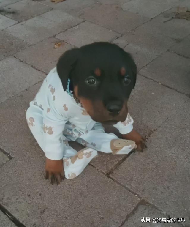 全网发起“复刻狗狗老照片挑战”,结果大家笑着笑着就哭了…休闲区蓝鸢梦想 - Www.slyday.coM 全网发起“复刻狗狗老照片挑战”,结果大家笑着笑着就哭了…休闲区蓝鸢梦想 - Www.slyday.coM