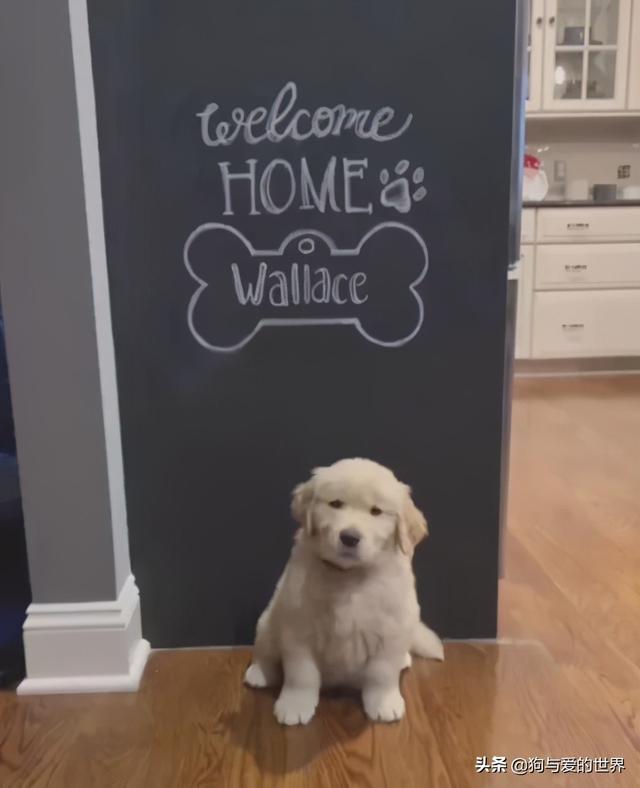 全网发起“复刻狗狗老照片挑战”,结果大家笑着笑着就哭了…休闲区蓝鸢梦想 - Www.slyday.coM 全网发起“复刻狗狗老照片挑战”,结果大家笑着笑着就哭了…休闲区蓝鸢梦想 - Www.slyday.coM