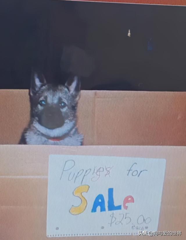 全网发起“复刻狗狗老照片挑战”,结果大家笑着笑着就哭了…休闲区蓝鸢梦想 - Www.slyday.coM 全网发起“复刻狗狗老照片挑战”,结果大家笑着笑着就哭了…休闲区蓝鸢梦想 - Www.slyday.coM