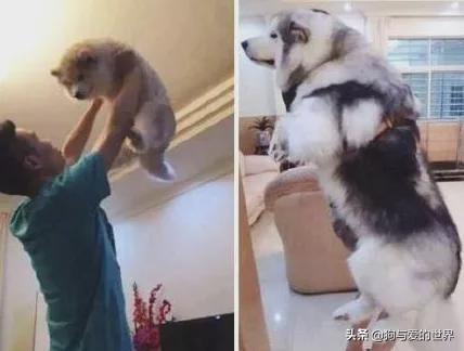 全网发起“复刻狗狗老照片挑战”,结果大家笑着笑着就哭了…休闲区蓝鸢梦想 - Www.slyday.coM 全网发起“复刻狗狗老照片挑战”,结果大家笑着笑着就哭了…休闲区蓝鸢梦想 - Www.slyday.coM