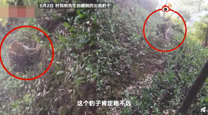 最后一只外逃豹子脚印被发现!搜救队员:饿了好几天,跑不远休闲区蓝鸢梦想 - Www.slyday.coM 最后一只外逃豹子脚印被发现!搜救队员:饿了好几天,跑不远休闲区蓝鸢梦想 - Www.slyday.coM