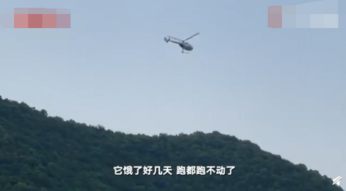 最后一只外逃豹子脚印被发现!搜救队员:饿了好几天,跑不远休闲区蓝鸢梦想 - Www.slyday.coM 最后一只外逃豹子脚印被发现!搜救队员:饿了好几天,跑不远休闲区蓝鸢梦想 - Www.slyday.coM