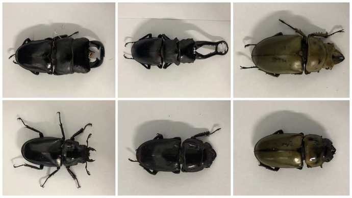 昆明海关在进境邮件中连续截获活体甲虫2批次10只休闲区蓝鸢梦想 - Www.slyday.coM 昆明海关在进境邮件中连续截获活体甲虫2批次10只休闲区蓝鸢梦想 - Www.slyday.coM