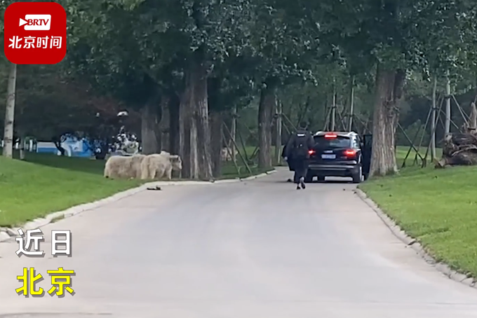 北京野生动物园有游客擅自下车,园方通报休闲区蓝鸢梦想 - Www.slyday.coM 北京野生动物园有游客擅自下车,园方通报休闲区蓝鸢梦想 - Www.slyday.coM