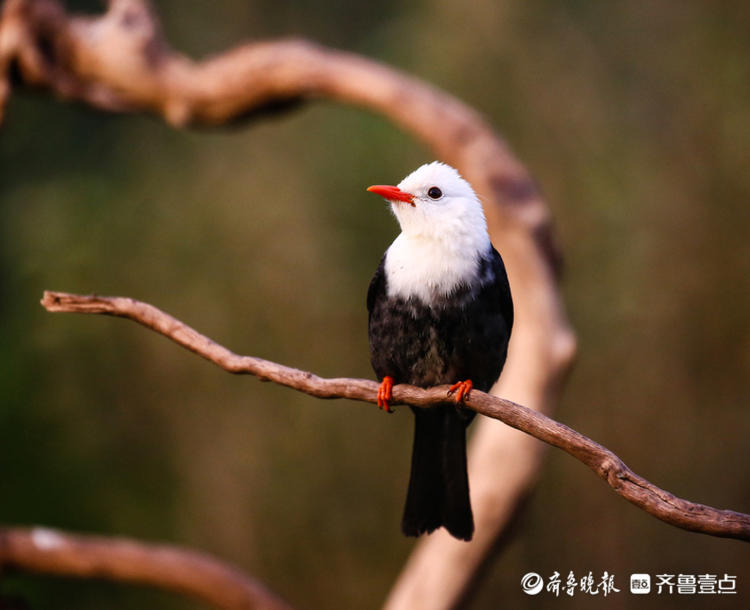 来认识一下白头短脚鹎吧