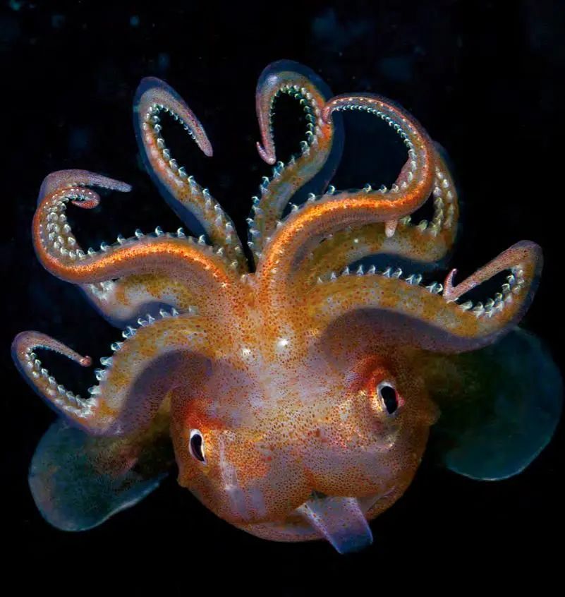 绚丽多彩形状奇异的海洋生物与陆地生物完全不相同