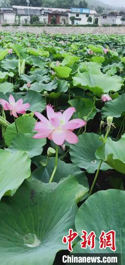 资料图：南文都村的荷花景色。　范召军 摄