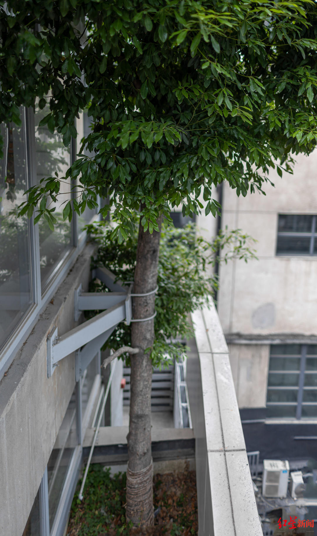 咋做到的?五楼阳台长出一棵7米高大树!休闲区蓝鸢梦想 - Www.slyday.coM 咋做到的?五楼阳台长出一棵7米高大树!休闲区蓝鸢梦想 - Www.slyday.coM
