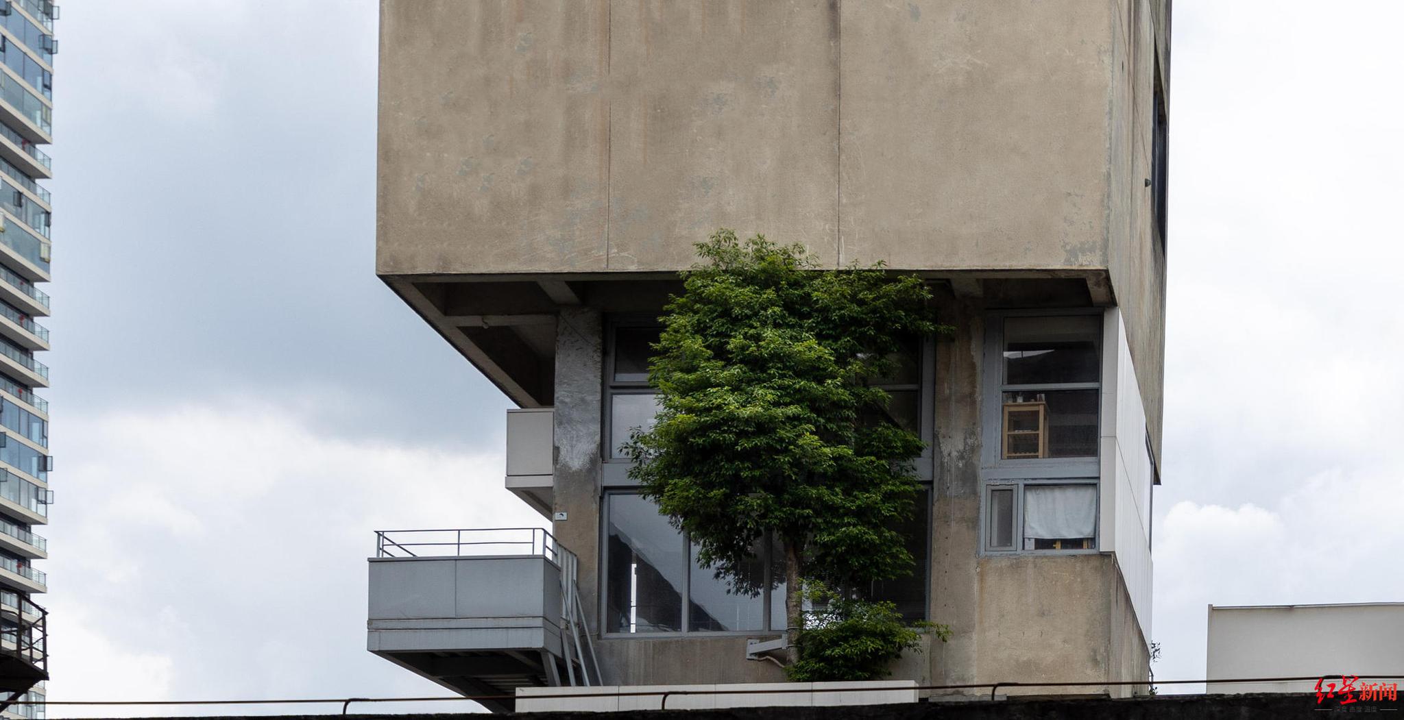 咋做到的?五楼阳台长出一棵7米高大树!休闲区蓝鸢梦想 - Www.slyday.coM 咋做到的?五楼阳台长出一棵7米高大树!休闲区蓝鸢梦想 - Www.slyday.coM