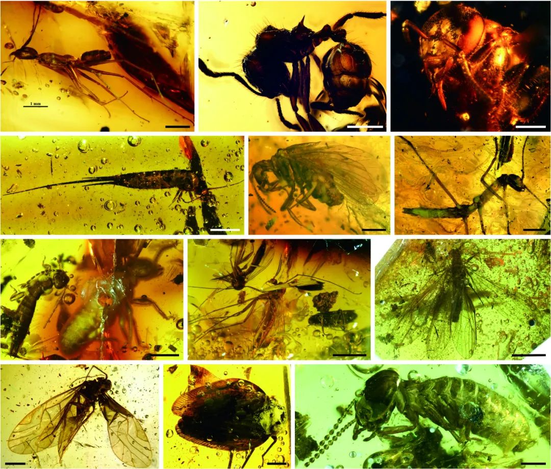 漳浦琥珀中的各种昆虫.中国科学院南京地质古生物研究所供图