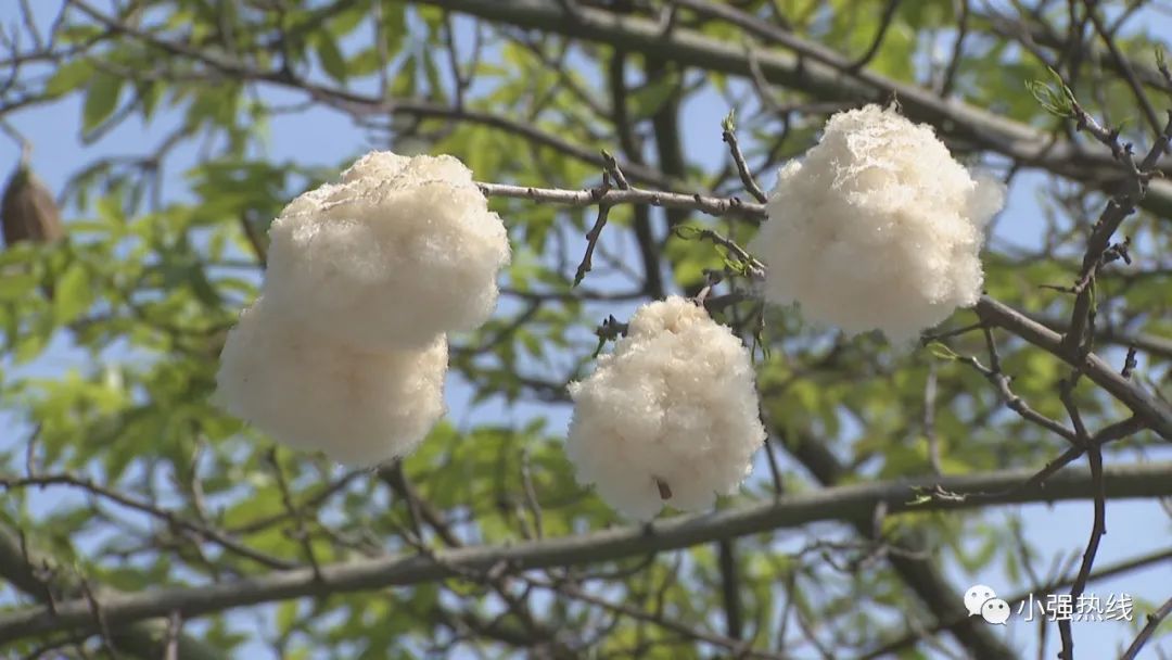 佛山街头现绝美"棉花糖"!但是这些人千万要注意,不能碰!