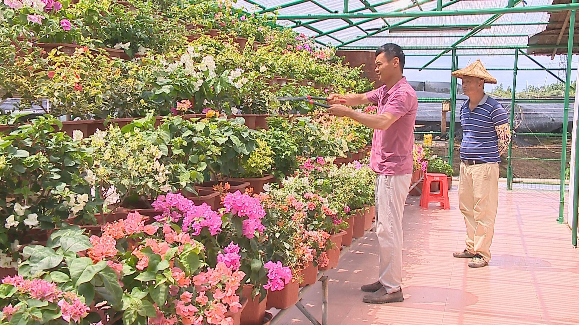 横栏评为中国花木之乡风采