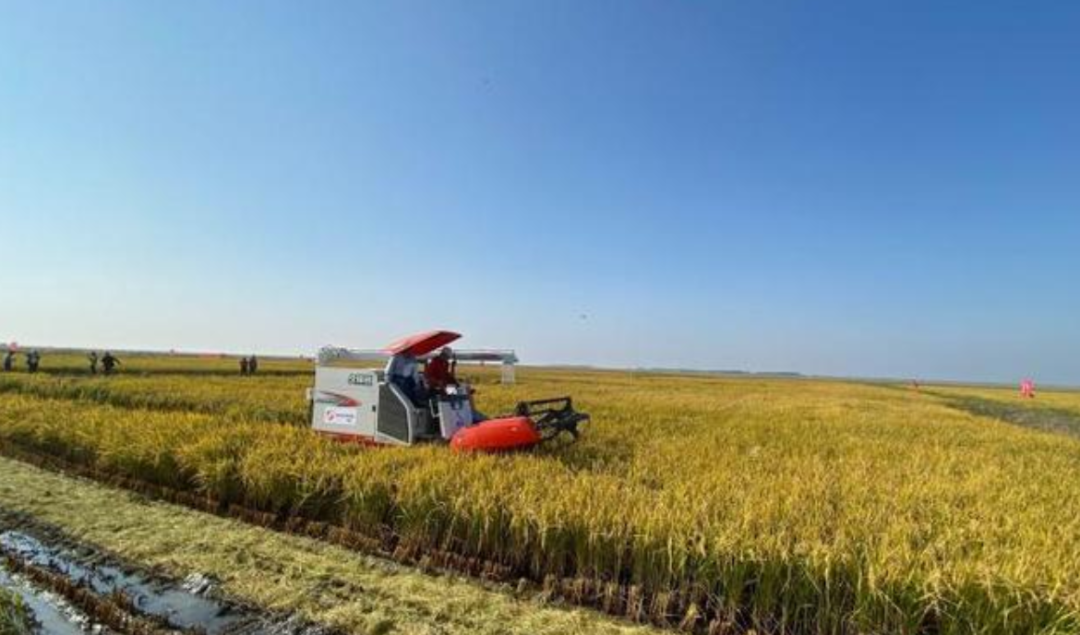 痛别!国之脊梁袁隆平院士休闲区蓝鸢梦想 - Www.slyday.coM 痛别!国之脊梁袁隆平院士休闲区蓝鸢梦想 - Www.slyday.coM