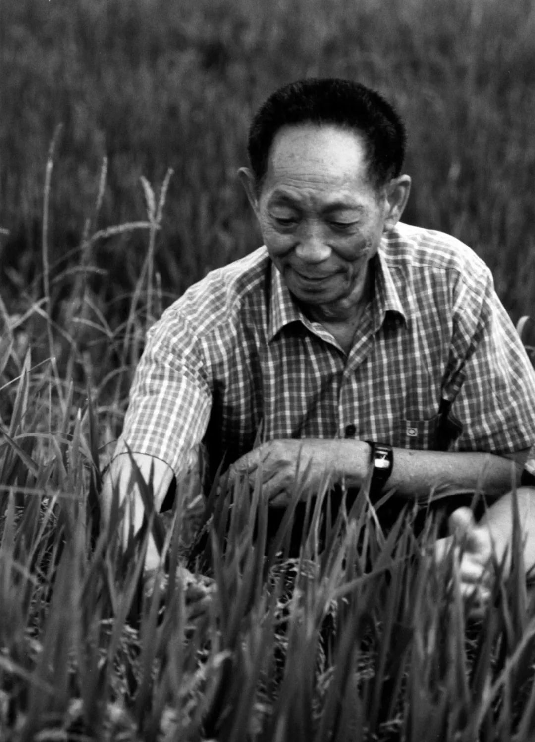 一生浸在稻田里,功勋写在大地上!缅怀国之脊梁袁隆平!休闲区蓝鸢梦想 - Www.slyday.coM 一生浸在稻田里,功勋写在大地上!缅怀国之脊梁袁隆平!休闲区蓝鸢梦想 - Www.slyday.coM