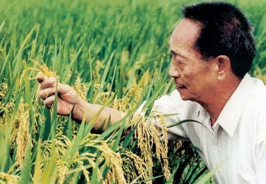 终是谣言成真,一起送别国之脊梁:袁隆平!休闲区蓝鸢梦想 - Www.slyday.coM 终是谣言成真,一起送别国之脊梁:袁隆平!休闲区蓝鸢梦想 - Www.slyday.coM