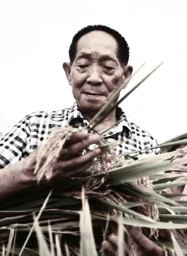 痛别!国之脊梁袁隆平院士休闲区蓝鸢梦想 - Www.slyday.coM 痛别!国之脊梁袁隆平院士休闲区蓝鸢梦想 - Www.slyday.coM