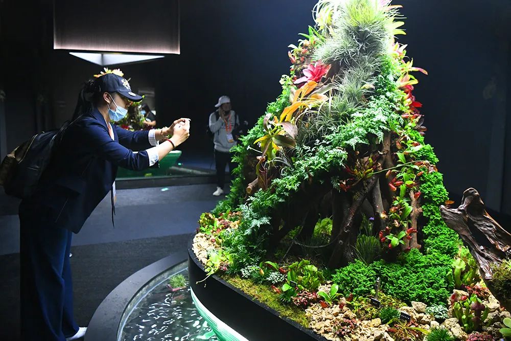 馆内展示的食虫植物食虫芊影的展厅内囊括了主要几类食虫植物的形态