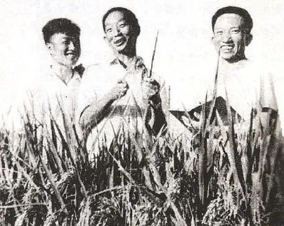 ▲袁隆平和李必湖(左)、尹华奇(右)在试验田中。