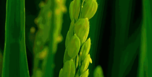 终是谣言成真,一起送别国之脊梁:袁隆平!休闲区蓝鸢梦想 - Www.slyday.coM 终是谣言成真,一起送别国之脊梁:袁隆平!休闲区蓝鸢梦想 - Www.slyday.coM