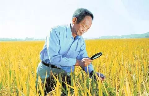 终是谣言成真,一起送别国之脊梁:袁隆平!休闲区蓝鸢梦想 - Www.slyday.coM 终是谣言成真,一起送别国之脊梁:袁隆平!休闲区蓝鸢梦想 - Www.slyday.coM