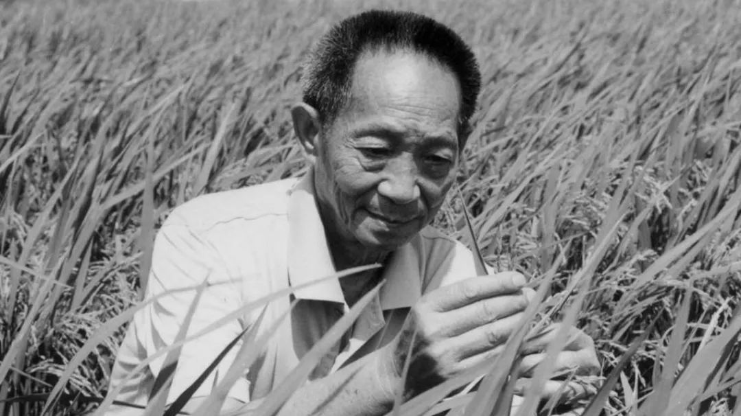 一生浸在稻田里,功勋写在大地上!缅怀国之脊梁袁隆平!休闲区蓝鸢梦想 - Www.slyday.coM 一生浸在稻田里,功勋写在大地上!缅怀国之脊梁袁隆平!休闲区蓝鸢梦想 - Www.slyday.coM