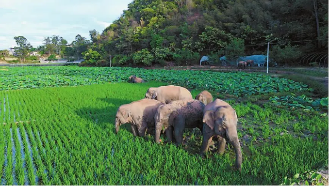 云南野象群罕见集体北迁 40天“肇事”412起休闲区蓝鸢梦想 - Www.slyday.coM 云南野象群罕见集体北迁 40天“肇事”412起休闲区蓝鸢梦想 - Www.slyday.coM
