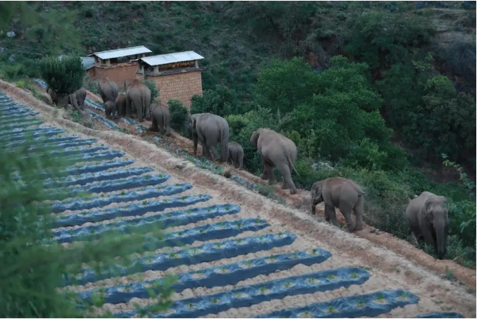 云南野象群罕见集体北迁 40天“肇事”412起休闲区蓝鸢梦想 - Www.slyday.coM 云南野象群罕见集体北迁 40天“肇事”412起休闲区蓝鸢梦想 - Www.slyday.coM