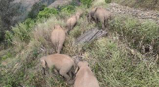 云南野象群集体北迁:40天“肇事”412起,未造成伤亡休闲区蓝鸢梦想 - Www.slyday.coM 云南野象群集体北迁:40天“肇事”412起,未造成伤亡休闲区蓝鸢梦想 - Www.slyday.coM