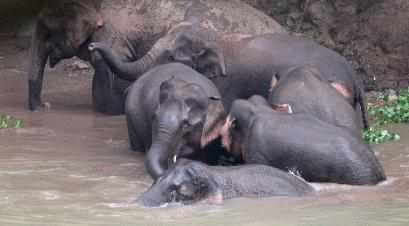 云南野象群集体北迁:40天“肇事”412起,未造成伤亡休闲区蓝鸢梦想 - Www.slyday.coM 云南野象群集体北迁:40天“肇事”412起,未造成伤亡休闲区蓝鸢梦想 - Www.slyday.coM