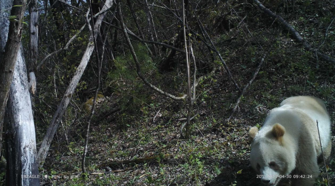 早安·西安丨秦岭第10次发现野生棕色大熊猫休闲区蓝鸢梦想 - Www.slyday.coM 早安·西安丨秦岭第10次发现野生棕色大熊猫休闲区蓝鸢梦想 - Www.slyday.coM