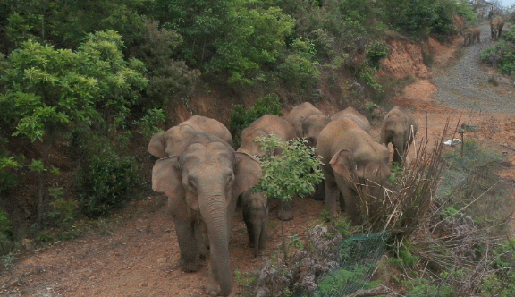 15头野象北迁“逼近”昆明城区,专家分析或因带头母象首领经验不足导致迷路休闲区蓝鸢梦想 - Www.slyday.coM 15头野象北迁“逼近”昆明城区,专家分析或因带头母象首领经验不足导致迷路休闲区蓝鸢梦想 - Www.slyday.coM