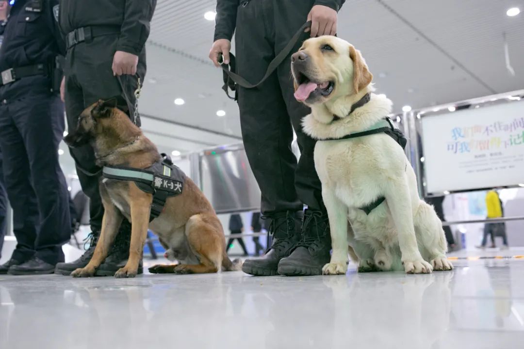 青岛地铁站偶遇网红霸道警犬记者偷偷跟了一天它们的黑历史全被发现