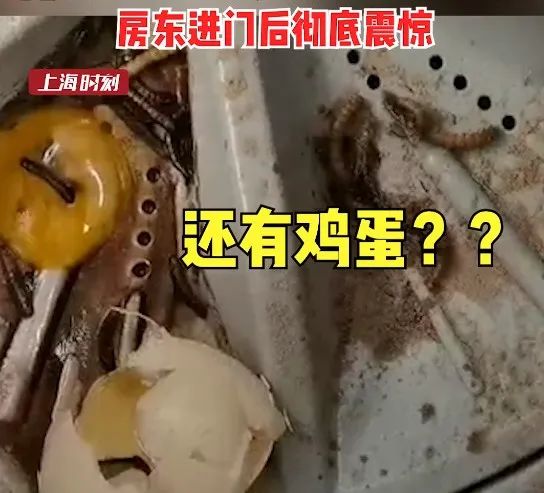 请问老法师|床上长蛆冰箱像茅坑,租客这样啥操作?