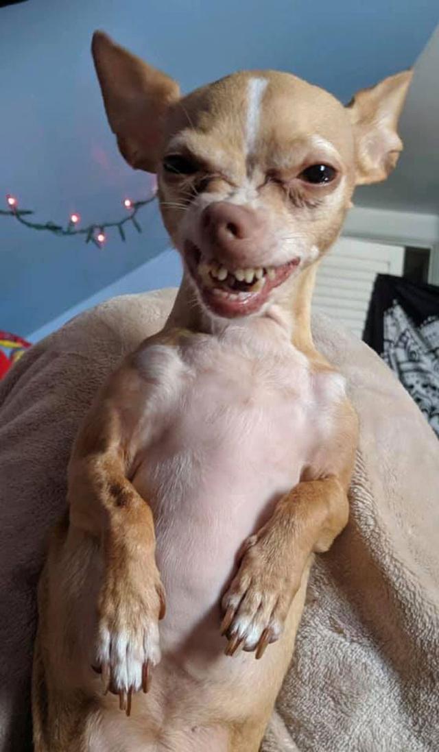 网友晒出自家狗狗的丑照,画面惨不忍睹