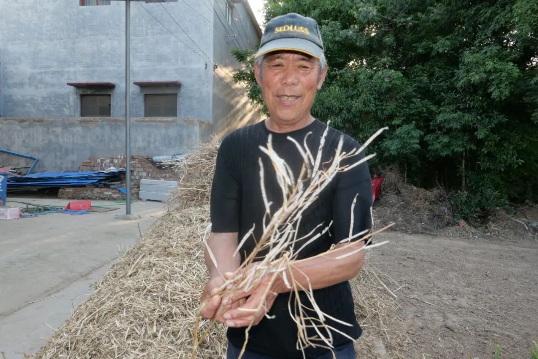 ▲徐伟父亲向我们介绍油菜籽秆如何分离菜籽。