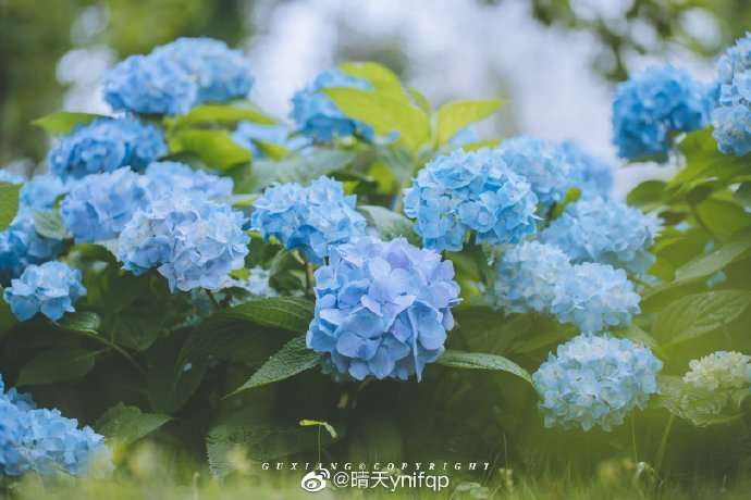 美图丨锦屏公园的绣球花开了,初夏的花海美翻