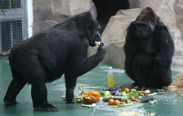 太过分!竟有游客喂小熊喝冰红茶,害它呕吐!上海动物园呼吁不要投喂!休闲区蓝鸢梦想 - Www.slyday.coM 太过分!竟有游客喂小熊喝冰红茶,害它呕吐!上海动物园呼吁不要投喂!休闲区蓝鸢梦想 - Www.slyday.coM