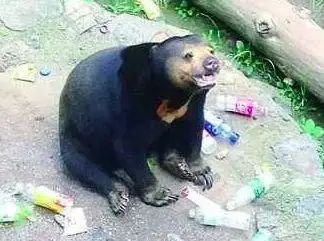 太过分!竟有游客喂小熊喝冰红茶,害它呕吐!上海动物园呼吁不要投喂!休闲区蓝鸢梦想 - Www.slyday.coM 太过分!竟有游客喂小熊喝冰红茶,害它呕吐!上海动物园呼吁不要投喂!休闲区蓝鸢梦想 - Www.slyday.coM