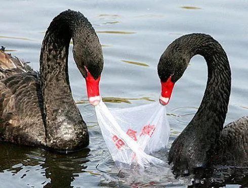 太过分!竟有游客喂小熊喝冰红茶,害它呕吐!上海动物园呼吁不要投喂!休闲区蓝鸢梦想 - Www.slyday.coM 太过分!竟有游客喂小熊喝冰红茶,害它呕吐!上海动物园呼吁不要投喂!休闲区蓝鸢梦想 - Www.slyday.coM