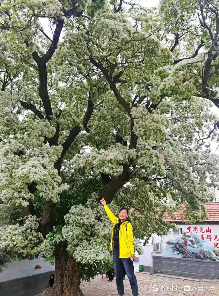 章丘文祖甘泉村的千年流苏树开花了,太美太壮观