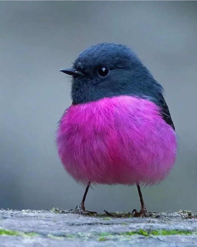 自然界真实存在的粉红小可爱这鸟过于鲜艳哈哈哈