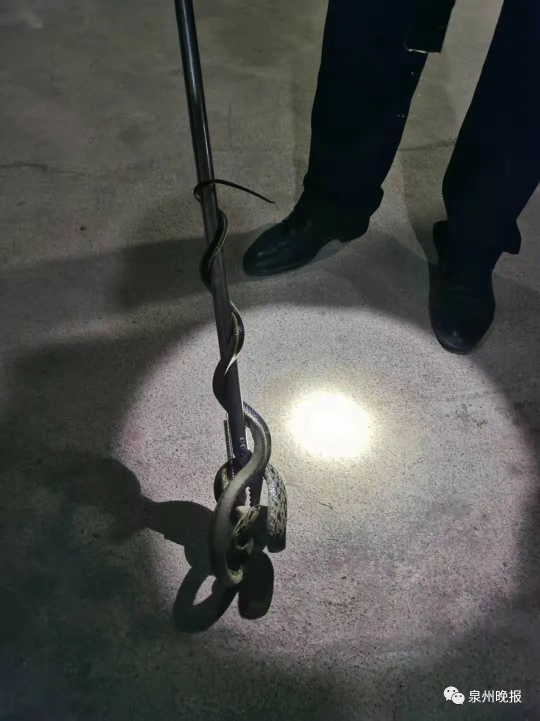 惊魂!泉州一女子半夜醒来,床头柜上竟有一条长蛇休闲区蓝鸢梦想 - Www.slyday.coM 惊魂!泉州一女子半夜醒来,床头柜上竟有一条长蛇休闲区蓝鸢梦想 - Www.slyday.coM