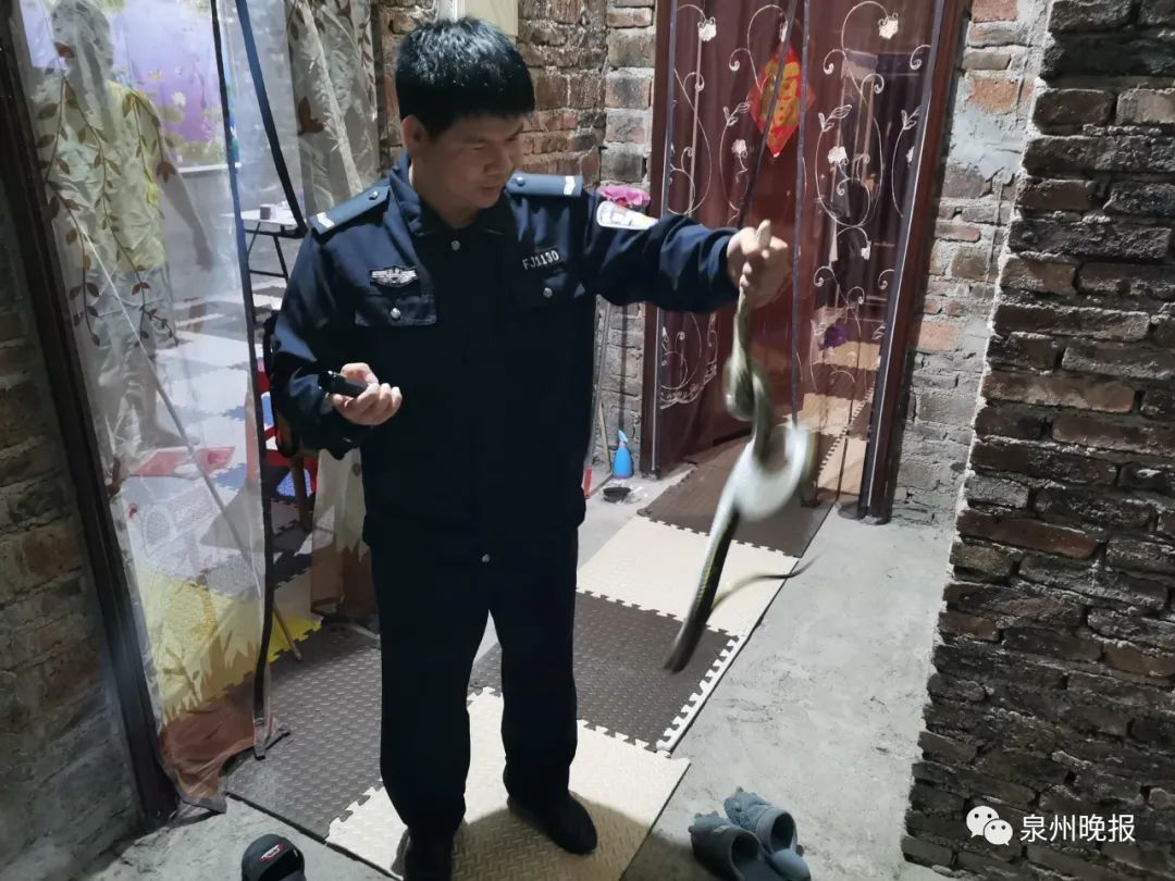 惊魂!泉州一女子半夜醒来,床头柜上竟有一条长蛇休闲区蓝鸢梦想 - Www.slyday.coM 惊魂!泉州一女子半夜醒来,床头柜上竟有一条长蛇休闲区蓝鸢梦想 - Www.slyday.coM