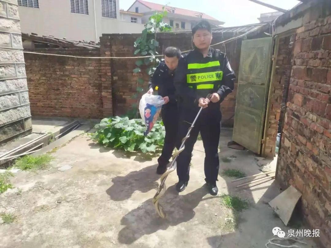 惊魂!泉州一女子半夜醒来,床头柜上竟有一条长蛇休闲区蓝鸢梦想 - Www.slyday.coM 惊魂!泉州一女子半夜醒来,床头柜上竟有一条长蛇休闲区蓝鸢梦想 - Www.slyday.coM