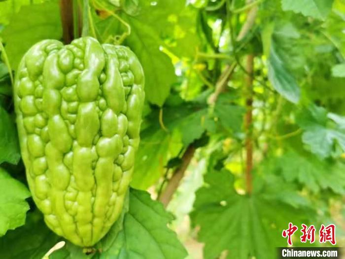 即将符合采摘规格的“柿饼蒂”杜阮凉瓜 李晓春 摄