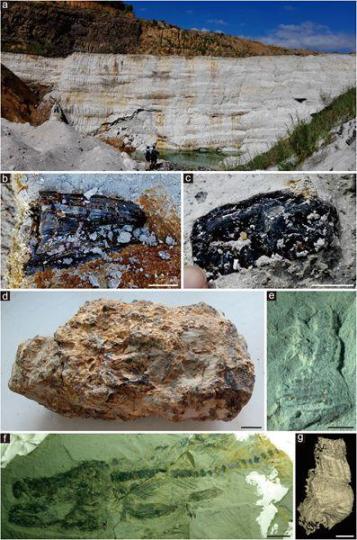 漳浦生物群产地的野外露头和各类化石。中国科学院南京地质古生物研究所 供图